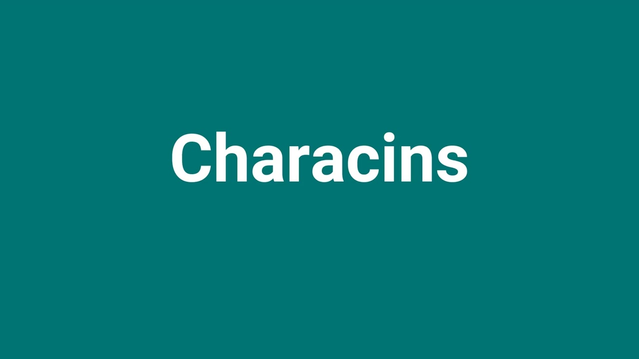 'Characins' Meaning and Pronunciation