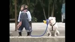 TERLUCU MONYET VS ANJING SEDANG BELANJA