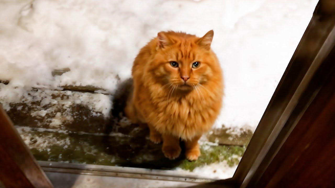 Момент, когда испуганный бродячий кот впервые входит в дом