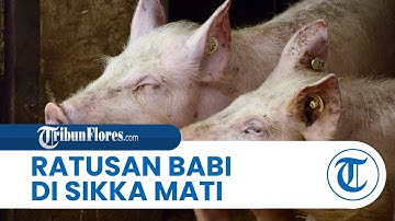Ratusan Babi di Sikka Mati Kena ASF, Peternak Rugi Ratusan Juta Rupiah