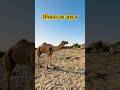 रेगिस्तान का जहाज ऊँट 🐪  #shortvideo #rajsthan #dessert #desserts