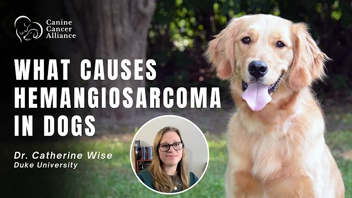 What causes hemangiosarcoma? - Environmental Exposures and Canine Cancer Risk