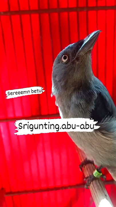 Srigunting keluar tengkek buto #masteran#sriguntingabu #sriguntingabuabu #sriguntingisiantengkekbuto