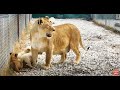 Мы относим РАЗНОЦВЕТНЫХ  ЛЬВЯТ к маме львице! We refer COLORFUL LION CUBS to the mother lioness!