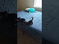 Cutest kitten on YouTube is pestering her aunt.  #catshorts #subscribe #cat #kitten #blackcatsrule