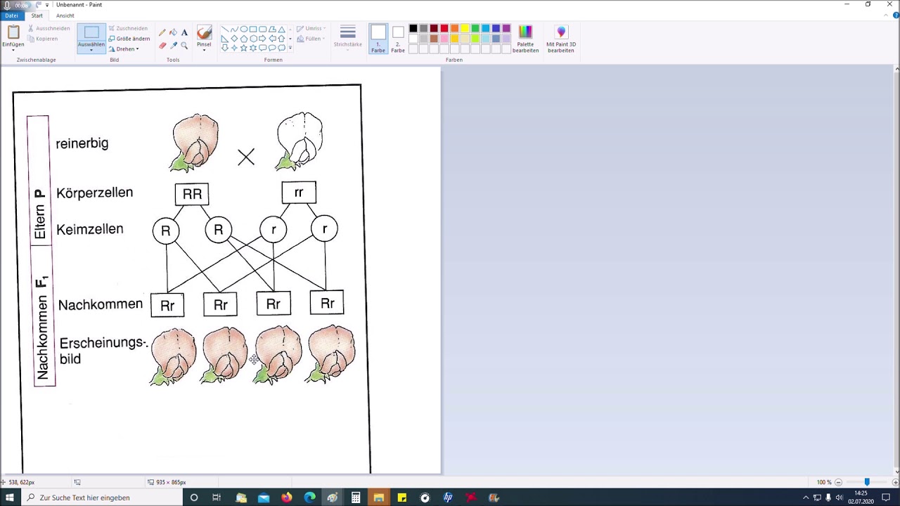 Dominant Rezessiver Erbgang Mit Zwei Merkmalspaaren Arbeitsblatt Dominant-rezessiver Erbgang - YouTube