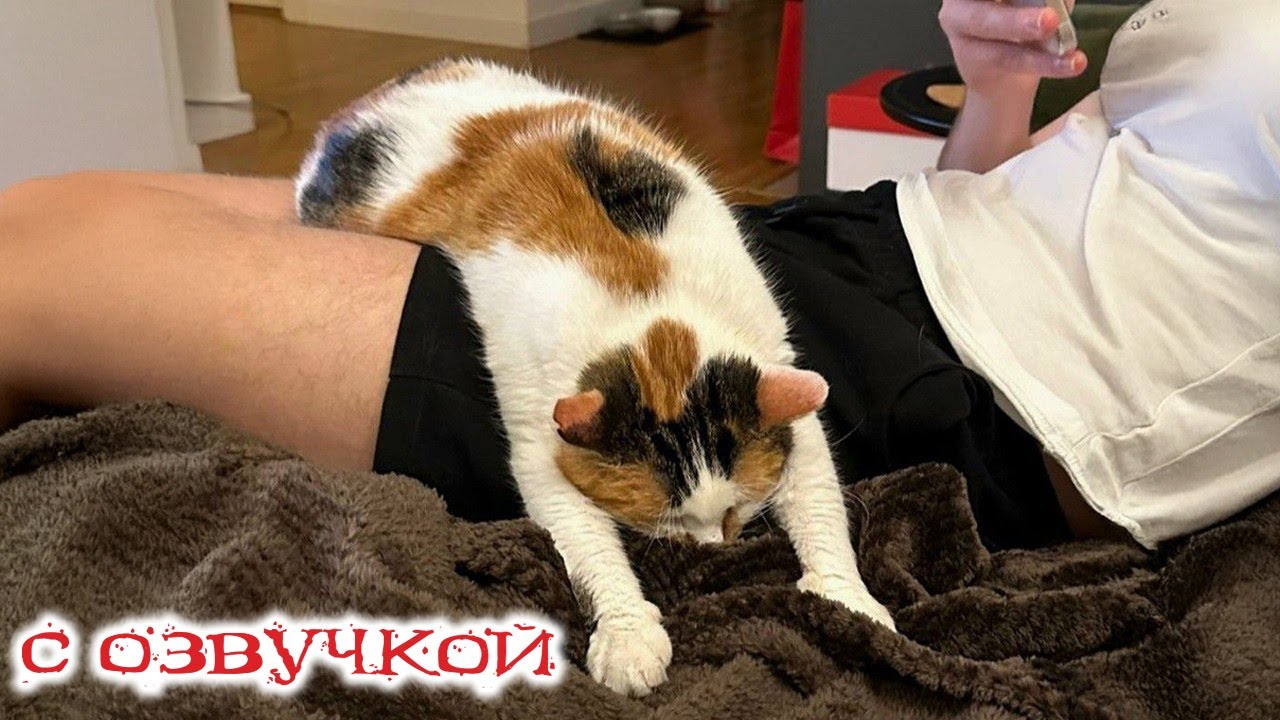 Приколы с котами! С ОЗВУЧКОЙ! СМЕШНЫЕ КОТЫ и собаки! Самые смешные животные! УГАР!