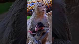 🌿 Under Mommy’s Care — Love in Every Touch #babymonkeys #animals #animallife