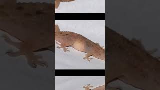 What happens if a lizard fall on head #shortsvideo