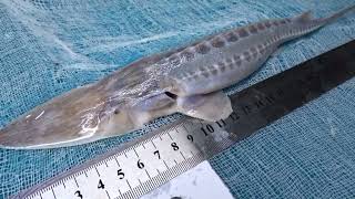 Examination of Pseudoscaphirhynchus hermanni №1356. Nukus Balyk hatchery. 04.04.2026