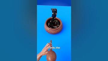 How Snake Charming Works 🤯