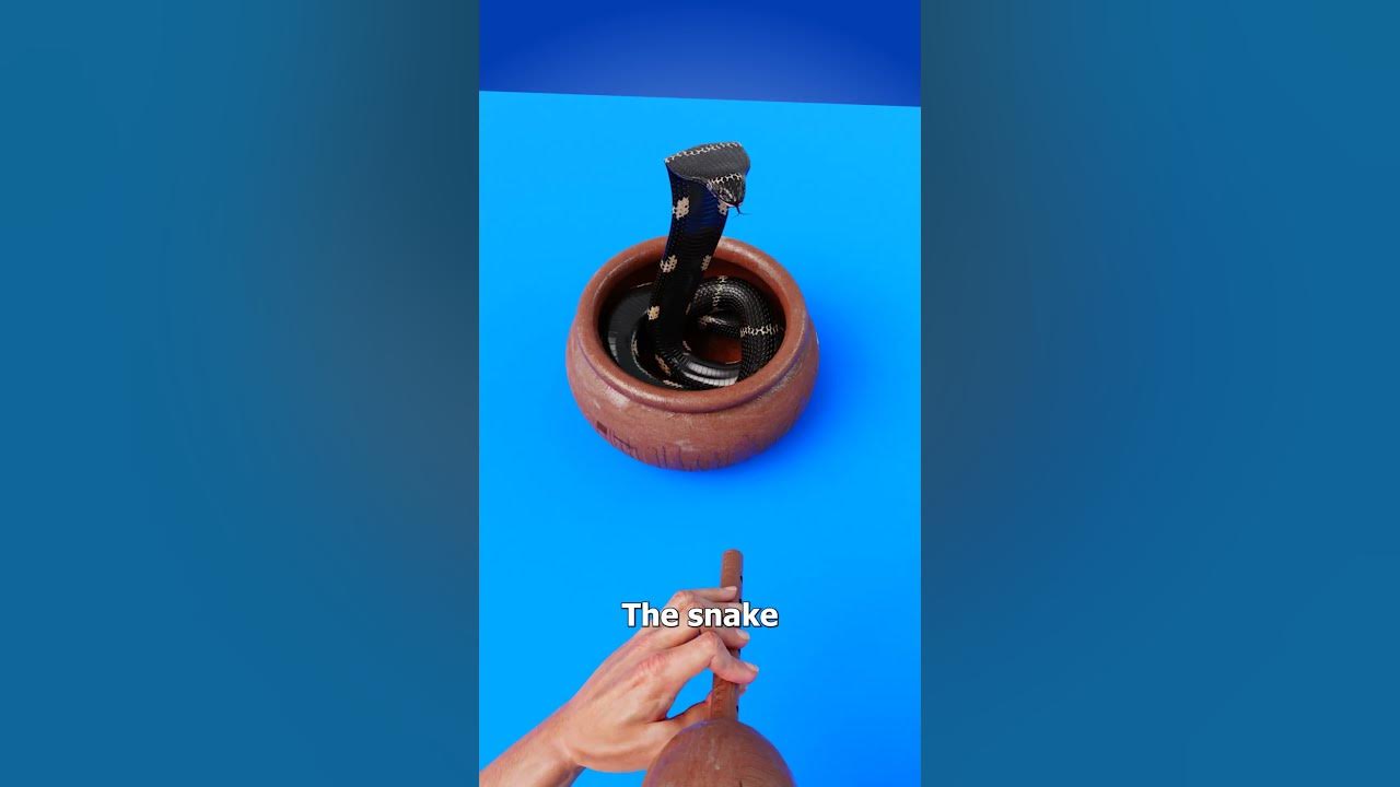 How Snake Charming Works 🤯