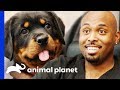 Dr Ross Just Has To Take Home An Adorable Rottweiler Pup! | The Vet Life Dr Ross Just Has To Take Home An Adorable Rottweiler Pup! | The Vet Life