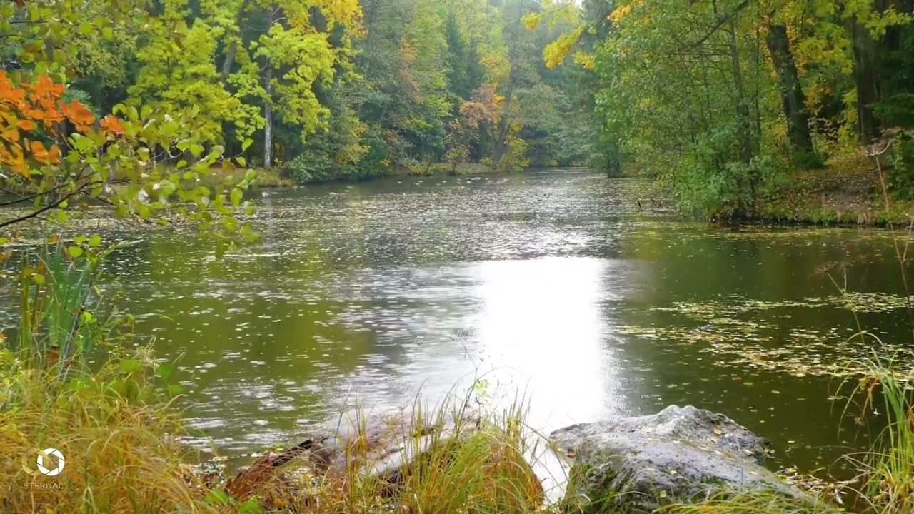 Rain Falling Over a Quiet Pond – Nature Sounds for Relaxation