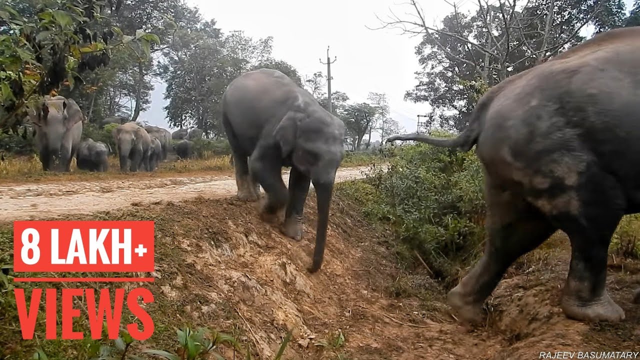 assam chief minister CAMERA TRAPPING OF NUMALIGARH ELEPHANT HERD