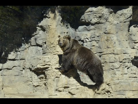 Zoológico de la ciudad Transmisión en vivo