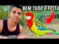 Muitas gansos chocando | Atualização triste das Roselas | Aves Recriar