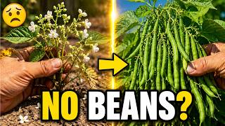 Green Beans Flowering But No Pods 7 Summer Mistakes to Fix Now