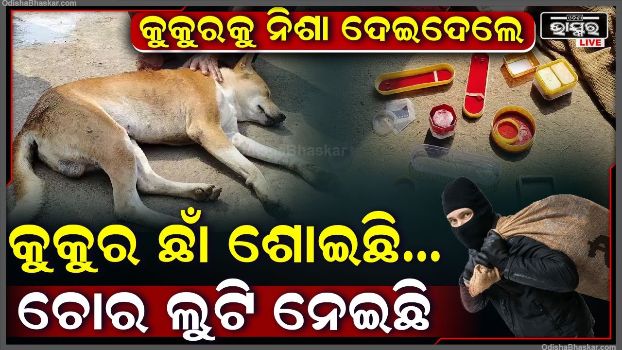 ଚୋରଙ୍କ ବାଟ ଓଗାଳିଲା କୁକୁର...ନିଶା ଦେଇ ଘରୁ କଳାକନା ବୁଲାଇରେ ଲୁଟେରା I ମୁଣ୍ଡରେ ହାତ ଦେଇ କାନ୍ଦୁଛି ମାଲିକ