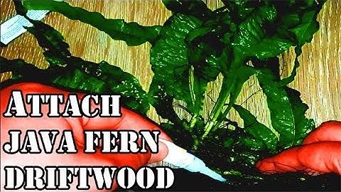 Hoe: Javavaren aan drijfhout bevestigen