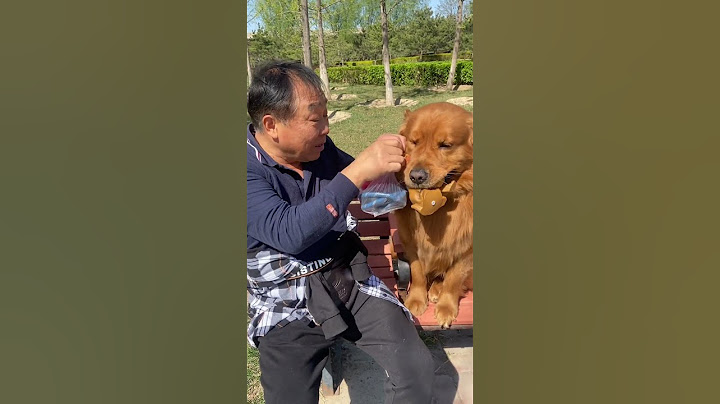 當姥爺讓金子乾活的時候，一秒變不開心，這委屈的樣子太可愛了＃萌寵＃寵物日常＃寵物