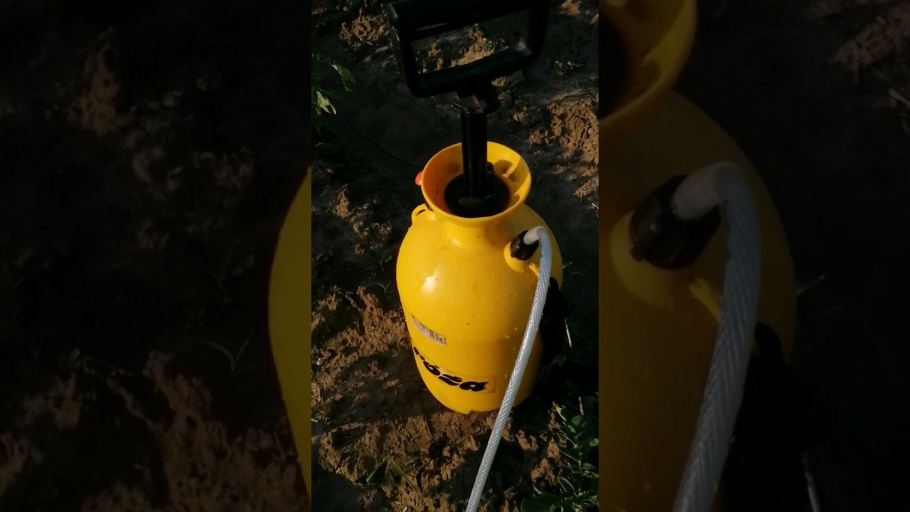 Oprysk z musztardy i octu na stonkę 