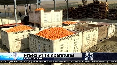 Central Valley Citrus Growers Protect Crop From Frost Damage