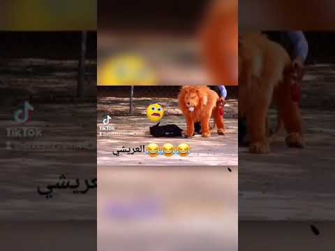 شاهد فجعة الكلب ضحك