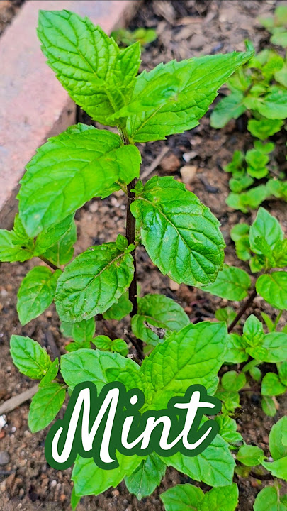 Mint from Garden #mint #herbs #mybackyardgarden @MilliesGarden-u4p