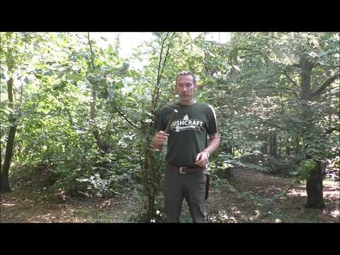 Edible fruits and berries (and some poisonous ones too) - Jack Raven  Bushcraft