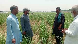 Ratooning manag.discussion with manager of a progressive grower Khalid Mehmood WarIch Sb.#ratoon 