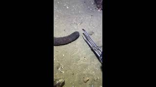 LIVE🔴-I catching seafood on the seafloor. Look what I caught.-Z1007-3#fishing #ocean #deepsea #beach