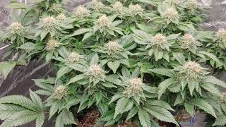 ILGM White Widow flowering 41 days