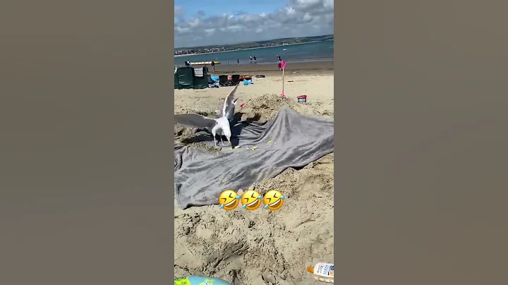 Funny seagull prank... #shorts