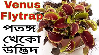 Venus Flytrap || Venus Flytrap Feeding || Flytrap Plant || #hello_vet #hellovet