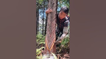 The traditional method of tapping pine trees