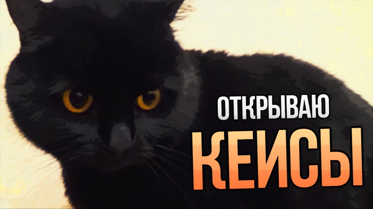 Открыт кис. Коты CS. Кот CS go. Фото кота для КС. Аватарки котов для КС.