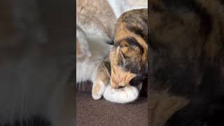 Celebrity Miro and Frida grooming each other. Their fur is so incredibly soft 😍 Profile