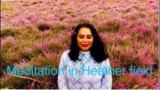 Heather flowers field in West Sussex