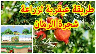 طريقة عبقرية لزراعة شجرة الرمان Pomegranate cultivation