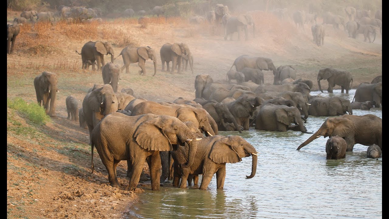 safari zakouma national park