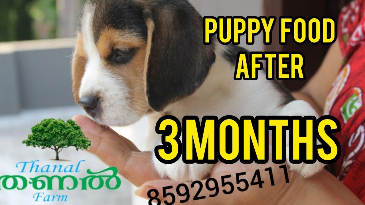 Food & Supplement for 3 Months old Puppy What i am feeding my Puppy