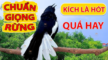 Chòe Than Hót Chuẩn GIỌNG NÚI RỪNG Kích Chòe Than Hót Đấu Luyện Choè than HÓT HAY choe than#choethan