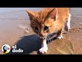 Gato criado por perros corre hacia el océano para nadar | Parejas Disparejas | El Dodo