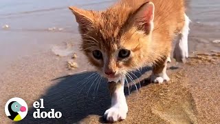 Gato criado por perros corre hacia el océano para nadar | Parejas Disparejas | El Dodo
