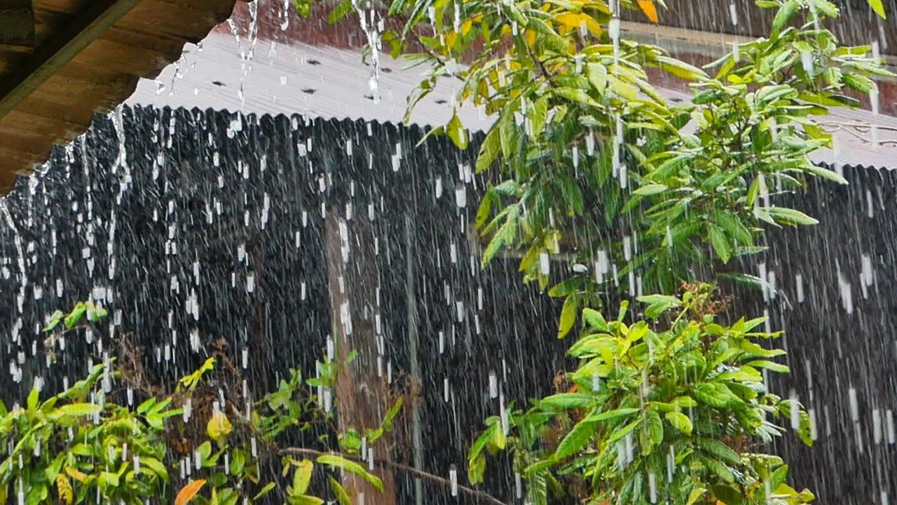 Soothing raining in tropical monsoon rain, sound, calming, relaxing, healing |Rain Best Relaxation