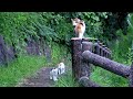 山頂までついて来た三毛母猫があとから子猫を呼び出して連れてきた😺