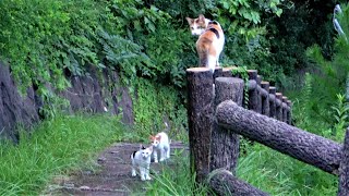 A calico mother cat who came to the summit called a kitten and brought it to her