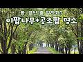 진천 이팝나무길과 걸미산 공조팝. 영상에 다 담았어요 | 진천여행, 봄여행지, 충북여행