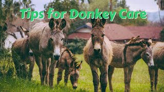 Donkey Care 101  Grooming Tips and Tricks for a healthy donkey #donkey #pahrump #babydonkey